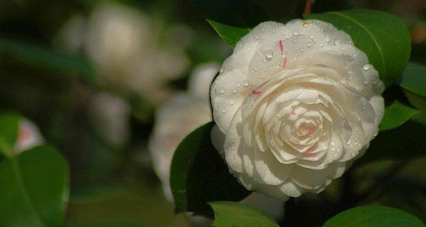 白茶花的花语是什么？白茶花寓意有哪些常见问题？