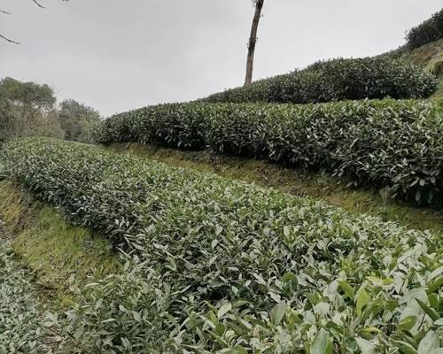 白茶原产地在哪里？了解白茶的起源与特点！
