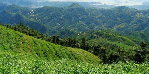 白茶原产地在哪里？了解白茶的起源与特点！