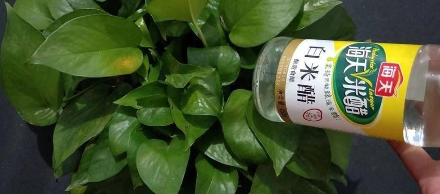 白醋兑水浇茶花的正确方法和注意事项是什么？