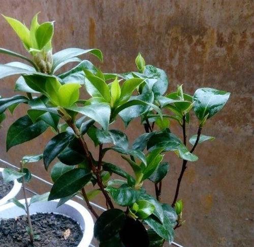 白醋兑水浇茶花的正确方法和注意事项是什么？