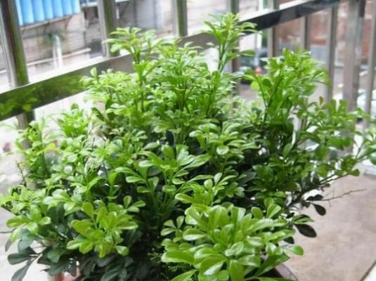 白醋浇米兰有什么好处？使用方法是什么？