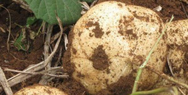 白地瓜怎么种？最佳种植时间和步骤是什么？