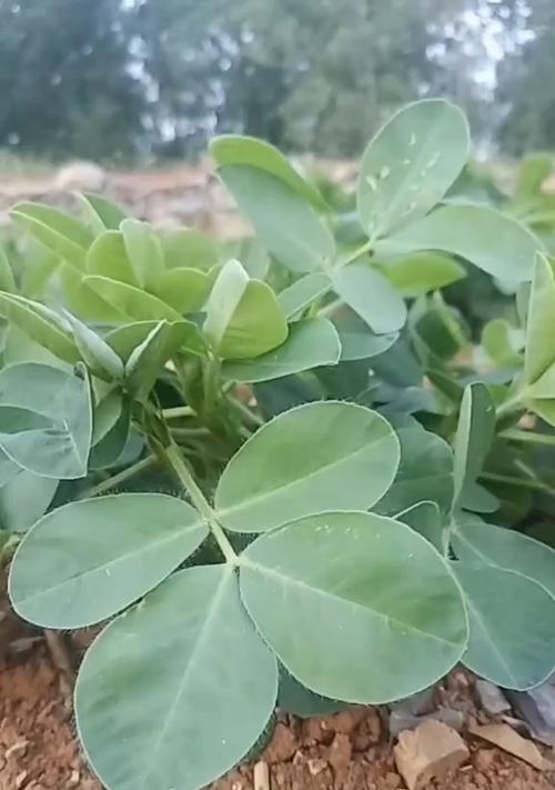 白地瓜最佳种植时间是什么时候？种植后需要注意哪些问题？