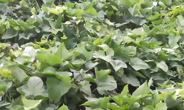 白地瓜的最佳收获时间是什么时候？收获季节具体是几月？