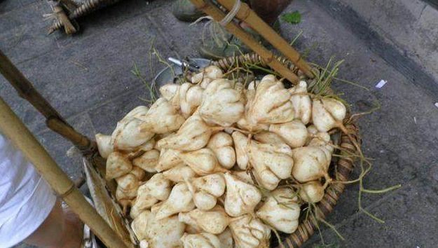 白地瓜的最佳收获时间是什么时候？收获季节具体是几月？