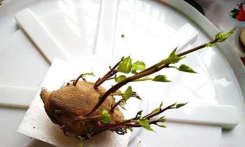 白地瓜的最佳收获时间是什么时候？收获季节具体是几月？