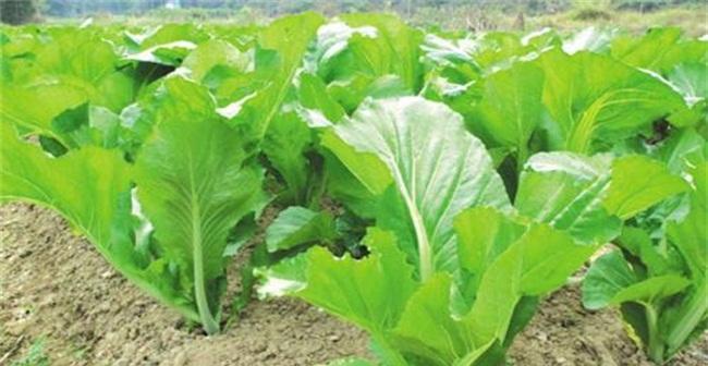 白地瓜种植的最佳时间和方法是什么？