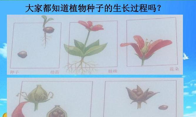 白地瓜种植的最佳时间和方法是什么？
