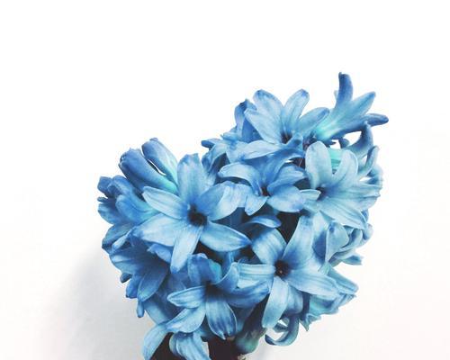 白风信子花语是什么意思？代表意义有哪些？