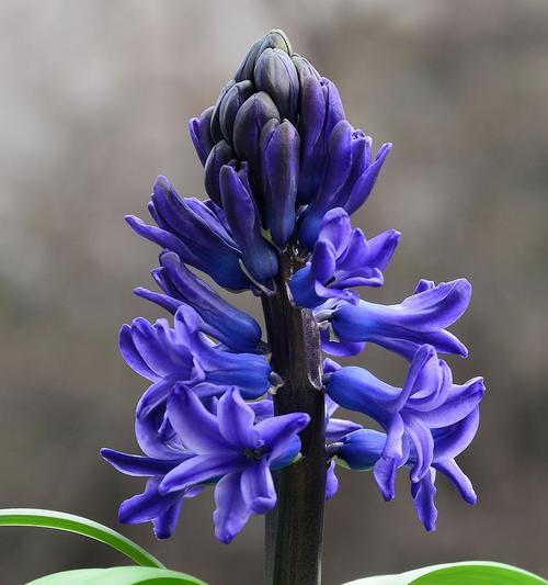 白风信子花语是什么意思？代表意义有哪些？