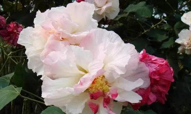 白芙蓉花的花语是什么？白芙蓉花象征着什么含义？