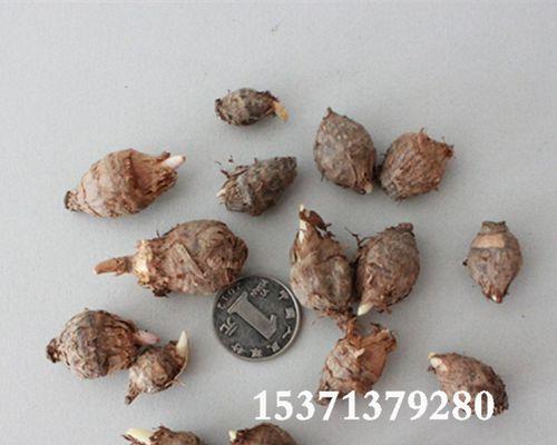白附子与附子的差异是什么？两者有何不同用途？