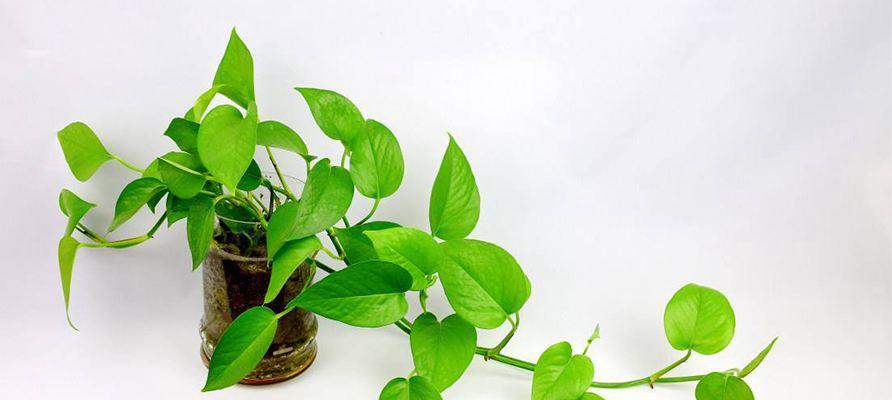 白宫木是什么木材？这种木材的特点和用途是什么？