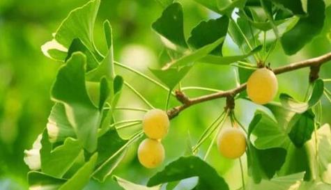 白果成熟期是什么时候？如何判断白果是否成熟？