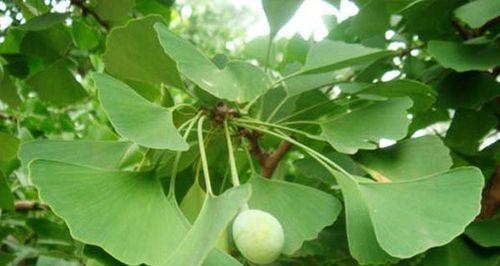 白果树几年结果实？如何正确种植和养护？
