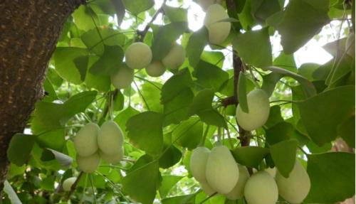 白果树会开花吗？白果树开花时是什么样子？