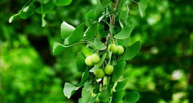 白果树可以种在家门口吗？种植白果树需要注意什么？
