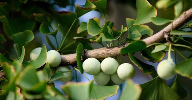 白果树可以种在家门口吗？种植白果树需要注意什么？