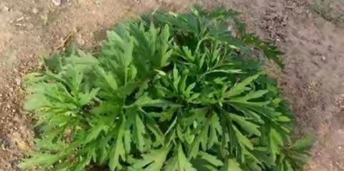 白蒿在农村叫什么？白蒿的别名有哪些？