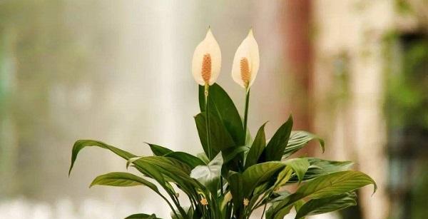 白鹤芋不开花怎么办？如何促进白鹤芋开花？