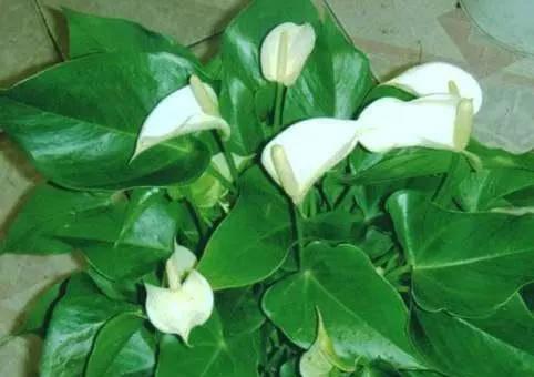 白鹤芋不开花怎么回事？如何解决？