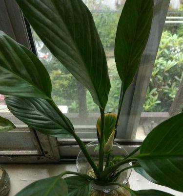白鹤芋不开花怎么回事？如何解决？