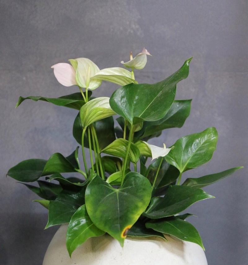 白鹤芋开花时间是什么时候？如何促进开花？