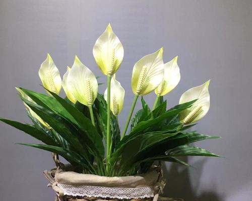 白鹤芋适合放在哪里？最佳摆放位置是什么？