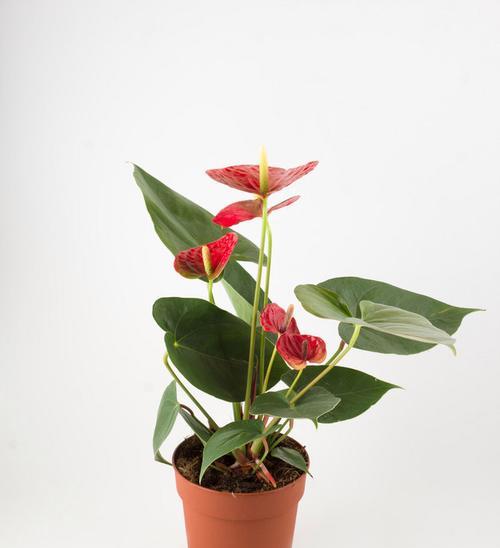 白红掌花代表什么意思？花语和寓意是什么？