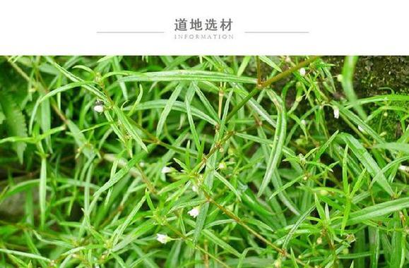 白花蛇草的功效与作用是什么？如何正确使用？