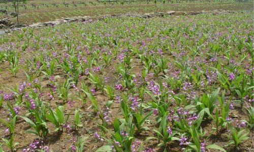 白芨的生长环境是什么？哪些地方条件最适合白芨生长？