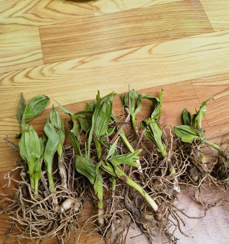白芨的生长周期是多长时间？如何优化白芨的生长环境？