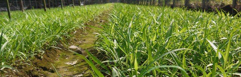 白芨的生长周期是多长时间？如何优化白芨的生长环境？