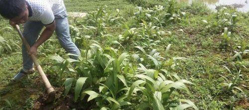 白芨种植的最佳季节是什么时候？春季还是秋季？