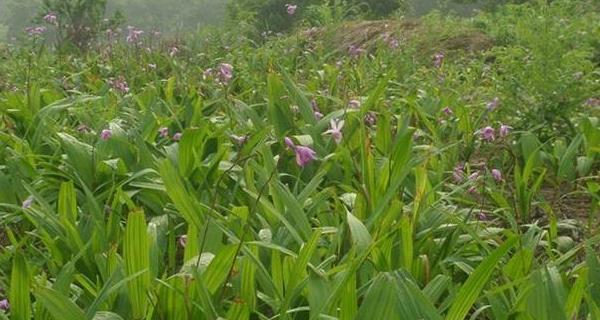 白芨种植的最佳季节是什么时候？春季还是秋季？