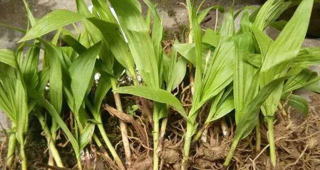 白芨种植的最佳季节是什么时候？春季还是秋季？