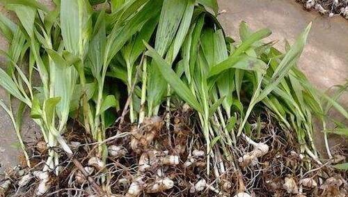 白芨生长在什么地方？如何在野外正确识别白芨？