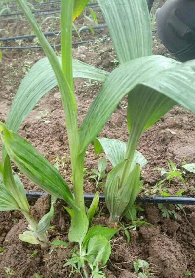 白芨种植的最佳月份是什么时候？种植时间有讲究吗？