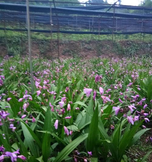 白芨种植条件和环境要求是什么？如何满足这些条件以确保高产？