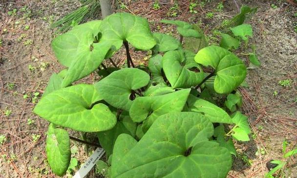 白芥子属于什么植物类别？有哪些特点和用途？
