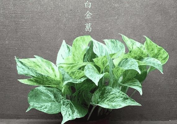 白金葛养殖需要注意什么？如何正确养殖白金葛？