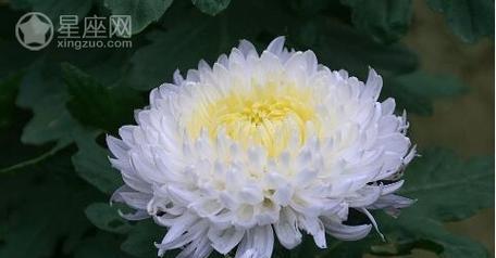 白晶菊的花语是什么？开花代表了哪些美好寓意？
