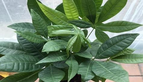 白酒浇发财树可行吗？对植物生长有什么影响？