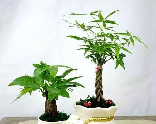 白酒浇发财树可行吗？对植物生长有什么影响？