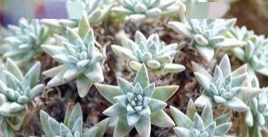 白菊多肉好养吗？养殖方法和养护要点是什么？