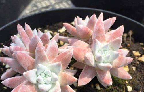 白菊多肉如何配土？种植土壤选择有哪些常见问题？