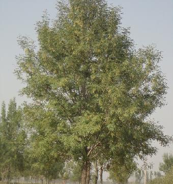 白蜡杆是什么树产地分布在哪些地方？如何识别和应用？