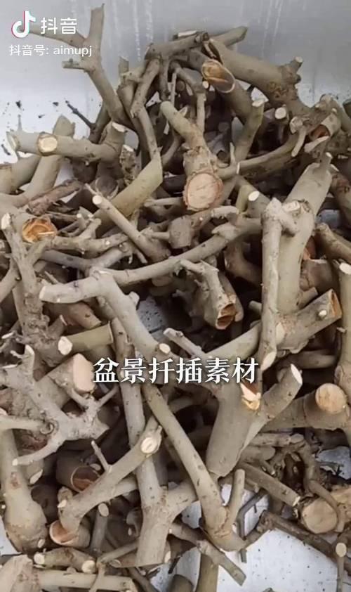 白蜡扦插的最佳月份是什么时候？如何提高扦插成功率？