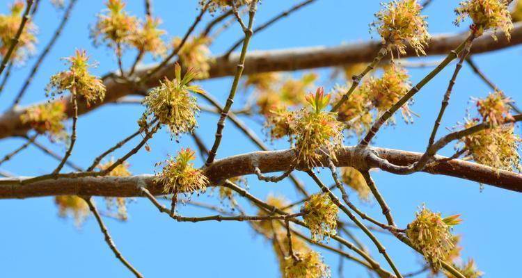 白蜡树会开花吗？开花时是什么样的？